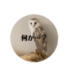 ペットバンザイ（個別スタンプ：5）