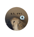 ペットバンザイ（個別スタンプ：6）