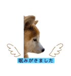 柴犬ペスの気持ち②（個別スタンプ：1）