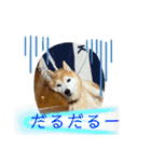 柴犬ペスの気持ち②（個別スタンプ：2）