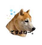 柴犬ペスの気持ち②（個別スタンプ：3）