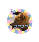 柴犬ペスの気持ち②（個別スタンプ：4）