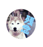柴犬ペスの気持ち②（個別スタンプ：6）