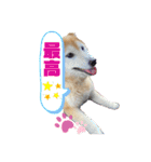 柴犬ペスの気持ち②（個別スタンプ：7）