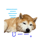柴犬ペスの気持ち②（個別スタンプ：8）
