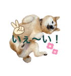 柴犬ペスの気持ち②（個別スタンプ：9）