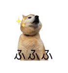 柴犬ペスの気持ち②（個別スタンプ：10）