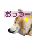 柴犬ペスの気持ち②（個別スタンプ：11）