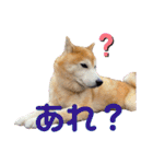 柴犬ペスの気持ち②（個別スタンプ：12）