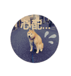 柴犬ペスの気持ち②（個別スタンプ：13）