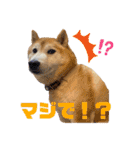 柴犬ペスの気持ち②（個別スタンプ：14）