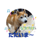 柴犬ペスの気持ち②（個別スタンプ：15）