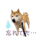柴犬ペスの気持ち②（個別スタンプ：17）