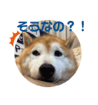 柴犬ペスの気持ち②（個別スタンプ：18）