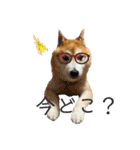 柴犬ペスの気持ち②（個別スタンプ：19）
