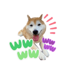 柴犬ペスの気持ち②（個別スタンプ：21）