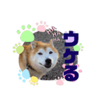 柴犬ペスの気持ち②（個別スタンプ：22）