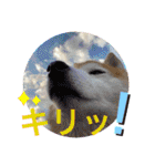 柴犬ペスの気持ち②（個別スタンプ：23）