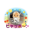 柴犬ペスの気持ち②（個別スタンプ：24）