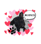 フレンチブルドッグ+ビーグル=らんど（個別スタンプ：8）