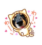 ダックスRAMU（個別スタンプ：7）