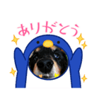 ダックスRAMU（個別スタンプ：8）