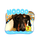 ダックスRAMU（個別スタンプ：12）