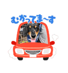 ダックスRAMU（個別スタンプ：16）