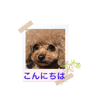プードルのアレキくん 1（個別スタンプ：5）