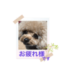 プードルのアレキくん 1（個別スタンプ：6）