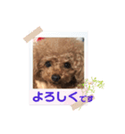 プードルのアレキくん 1（個別スタンプ：7）
