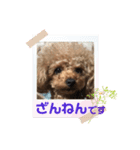 プードルのアレキくん 1（個別スタンプ：8）