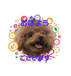 プードルのアレキくん 1（個別スタンプ：10）