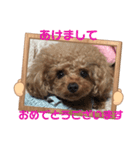 プードルのアレキくん 1（個別スタンプ：15）