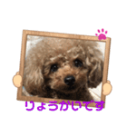 プードルのアレキくん 1（個別スタンプ：16）
