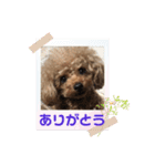 プードルのアレキくん 1（個別スタンプ：17）