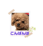 プードルのアレキくん 1（個別スタンプ：18）