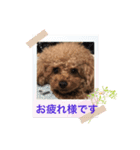 プードルのアレキくん 1（個別スタンプ：20）