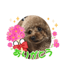 プードルのアレキくん 1（個別スタンプ：27）