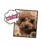 プードルのアレキくん 1（個別スタンプ：34）