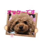 プードルのアレキくん 1（個別スタンプ：38）
