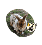日常使えるモカくんのスタンプ（個別スタンプ：5）