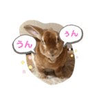 日常使えるモカくんのスタンプ（個別スタンプ：10）