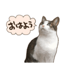 猫ちゃん写真スタンプ【じじくん】（個別スタンプ：1）