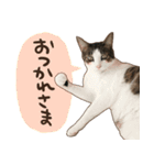 猫ちゃん写真スタンプ【じじくん】（個別スタンプ：2）