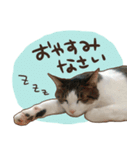 猫ちゃん写真スタンプ【じじくん】（個別スタンプ：3）