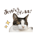猫ちゃん写真スタンプ【じじくん】（個別スタンプ：4）
