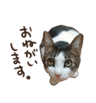 猫ちゃん写真スタンプ【じじくん】（個別スタンプ：5）