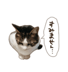 猫ちゃん写真スタンプ【じじくん】（個別スタンプ：7）