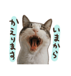 猫ちゃん写真スタンプ【じじくん】（個別スタンプ：8）
